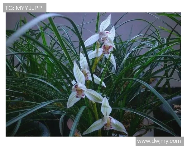 足球明星头球训练秘籍揭秘提升技术与力量的全面指南 足球明星头球训练秘籍揭秘提升技术与力量的全面指南